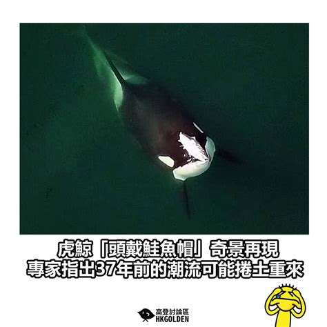 岱帽|美民眾目擊虎鯨「頭戴死鮭魚帽」 專家笑：時隔37年重新流行